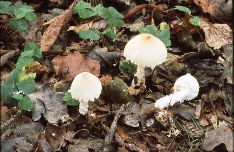 Wollstiel-Schirmling (Lepiota clypeolaria) - © Helmut Pidlich-Aigner Wollstiel-Schirmling (Lepiota clypeolaria) - © Helmut Pidlich-Aigner